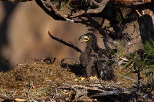 Bald-Eagle;Eagle;Haliaeetus-leucocephalus;Nest;Nesting;chick;juvenile;Bald-Eagle